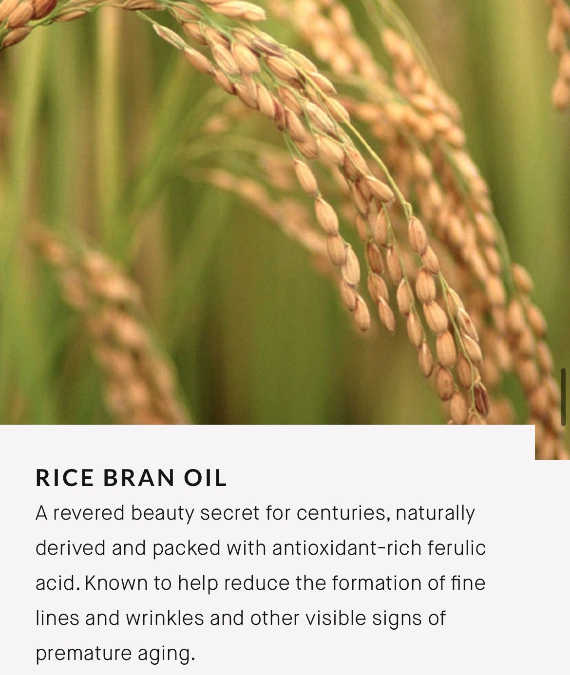 Augustinus Bader The Serum with TFC8® (unboxed), 15ml - Image 6